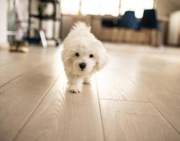 3 Pet-Friendly Floor Options that Last