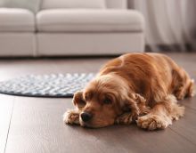 Why is Hardwood Flooring the Best Option for Families with Pets